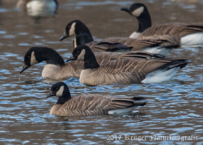 Cackling Goose (fore) & Canada Geese-6412.jpg