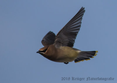 Cedar Waxwing-0070.jpg