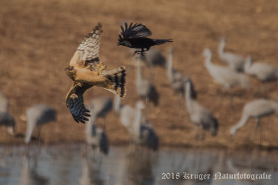 Northern Harrier (juvenile)-0591.jpg