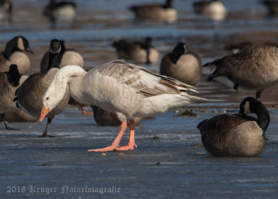 Domestic Goose-1261.jpg