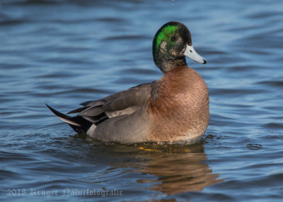 American Wigeon x Mallard hybrid-1671.jpg