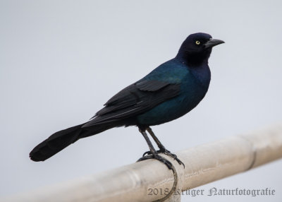 Boat-tailed Grackle (4)