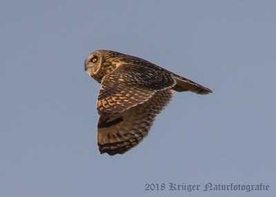 Short-eared Owl-2881.jpg