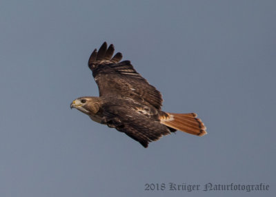 Red-tailed Hawk-3562.jpg