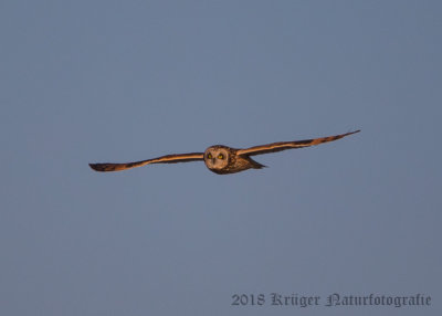 Short-eared Owl-3795.jpg