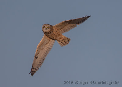 Short-eared Owl-3822.jpg