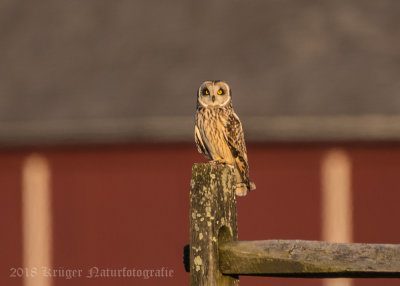 Short-eared Owl-3948.jpg