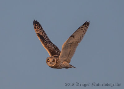 Short-eared Owl-3967.jpg
