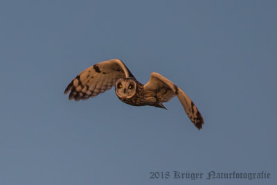 Short-eared Owl-3970.jpg