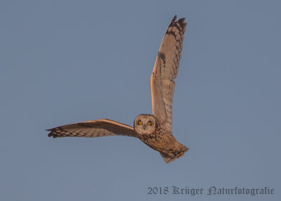 Short-eared Owl-3821.jpg