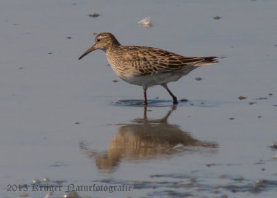 Pectoral Sandpiper-0112.jpg