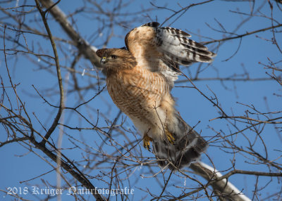 Red-shouldered Hawk-4056.jpg