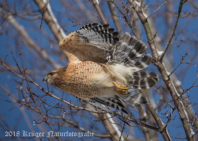 Red-shouldered Hawk-4061.jpg