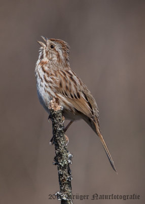 Song Sparrow-4225.jpg