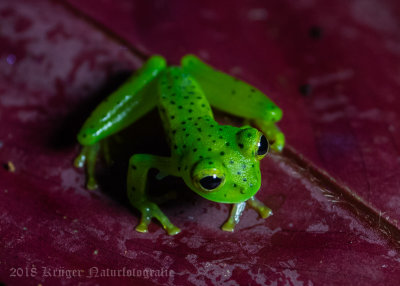 Emerald Glass Frog-4583.jpg