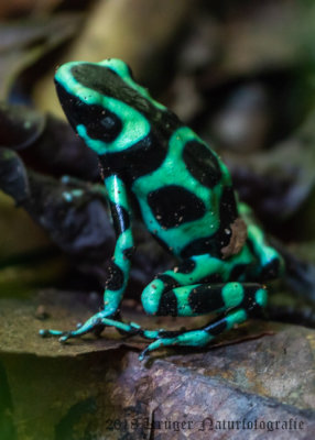 Green-and-Black Poison Dart Frog-9092.jpg