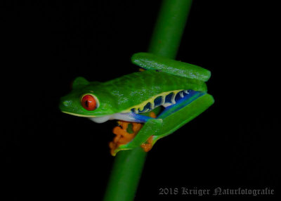 Red-eyed Tree Frog-4977.jpg