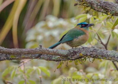 Lesson's Motmot-4370.jpg