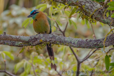 Lesson's Motmot-4372.jpg