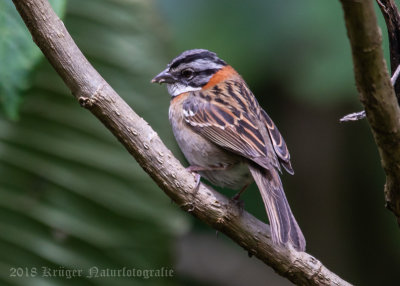 Rufous-collared Sparrow (3)