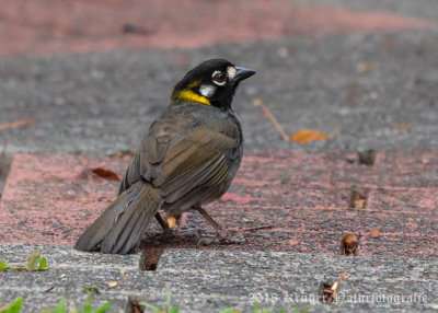 White-eared Ground-Sparrow-4278.jpg