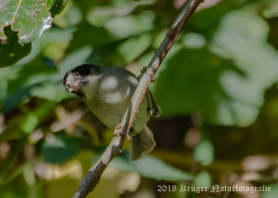 Black-cheeked Warbler-5714.jpg