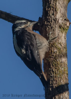 Hairy Woodpecker-6214.jpg