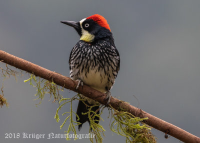 Acorn Woodpecker-5918.jpg