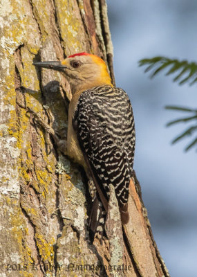 Hoffman's Woodpecker (4)