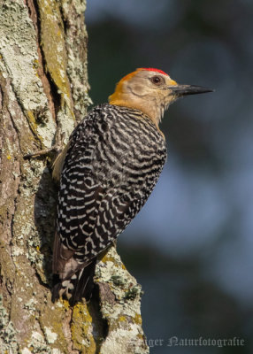 Hoffman's Woodpecker (male)-6303.jpg
