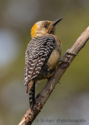 Hoffman's Woodpecker (female)-4427.jpg