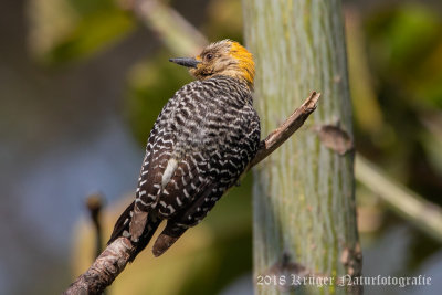 Hoffman's Woodpecker (female)-4428.jpg