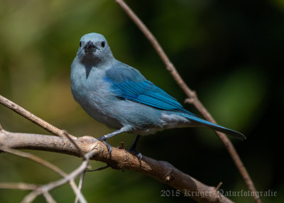 Blue-gray Tanager-5746.jpg