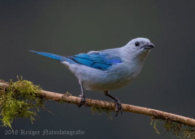 Blue-gray Tanager (2)