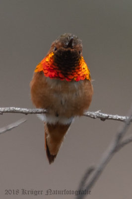 Allen's Hummingbird (4)