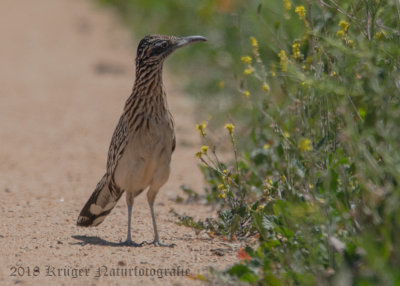 Greater Roadrunner (1)