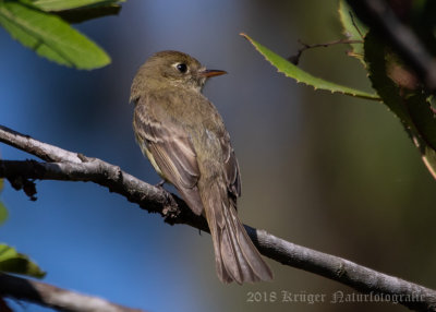 Pacific-slope Flycatcher (2)