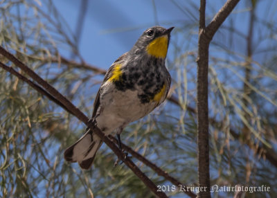 Yellow-rumped Warbler (male)-6813.jpg