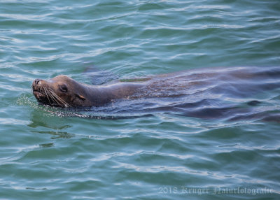 California Sea Lion-6860.jpg