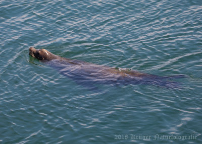 California Sea Lion-6873.jpg