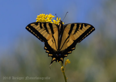 Western Tiger Swallowtail-6738.jpg