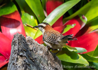 Rufous-naped Wren-4433.jpg