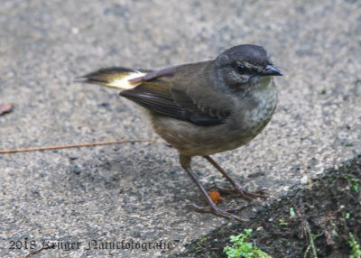 Buff-rumped Warbler (2)