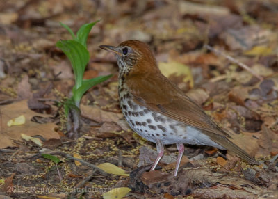 Wood Thrush-7114.jpg