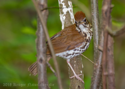 Wood Thrush-7116.jpg