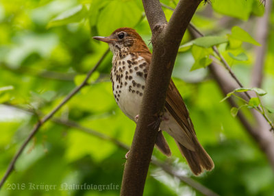 Wood Thrush-7138.jpg