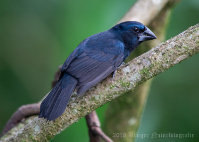 Blue-black Grosbeak (male)-5442.jpg