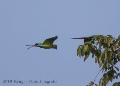 Great Green Macaw-4698.jpg