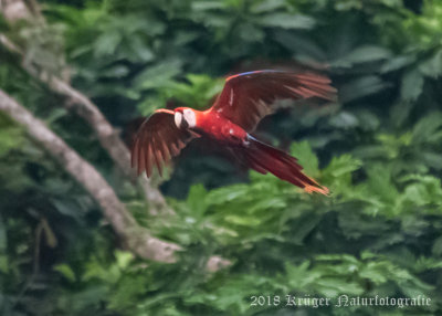 Scarlet Macaw (2)