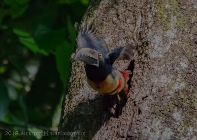 Collared Aracari-5087.jpg